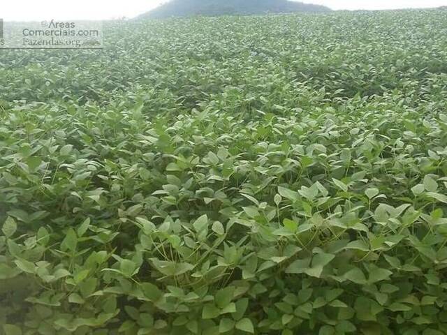 Fazendas Produtoras para Venda em Santa Terezinha - 3