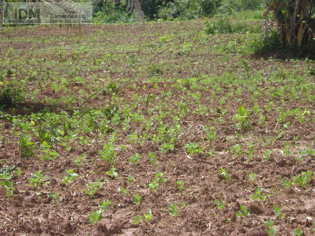 #FAZ11103 - Fazendas Produtoras para Venda em Cristalândia - TO - 2