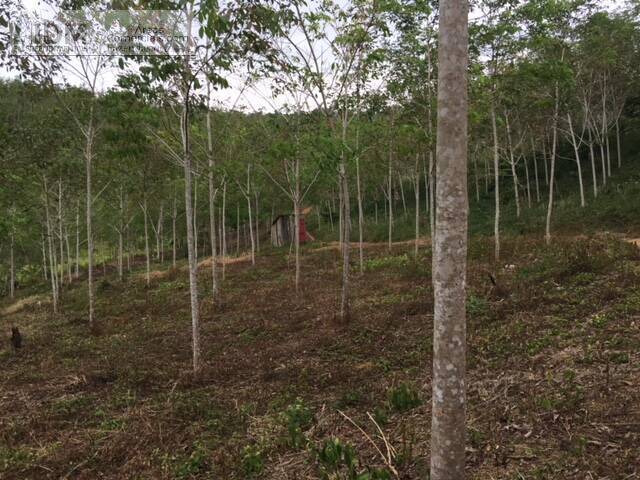 Fazendas Produtoras para Venda em Gandu - 4