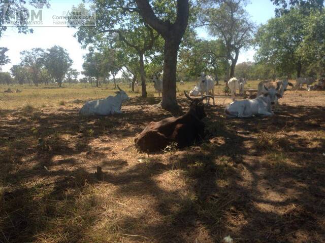 Fazendas Produtoras para Venda em Alto Boa Vista - 3