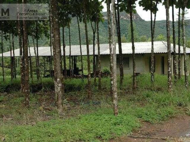 Fazendas Produtoras para Venda em Lajeado - 1