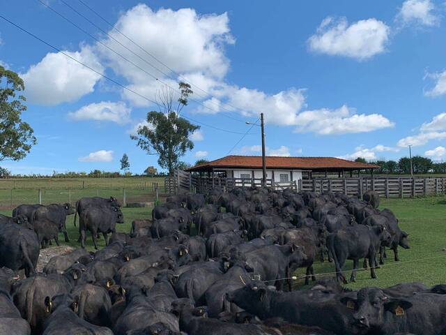 #FAZ12257 - Fazendas Produtoras para Venda em Santana do Itararé - PR - 1