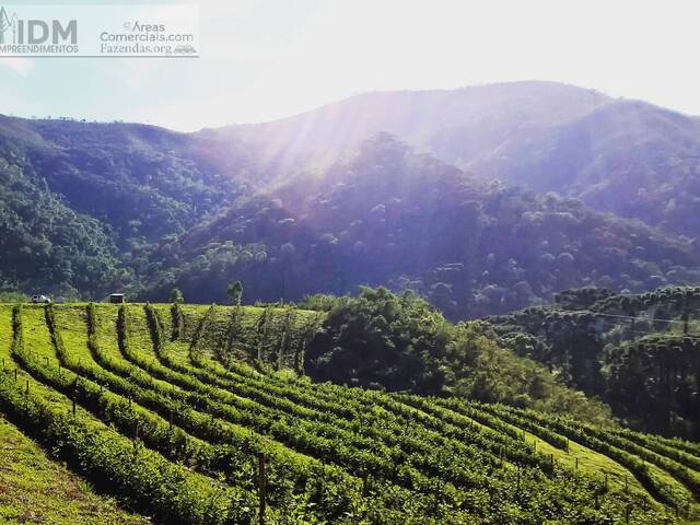 #FAZ12276 - Fazendas Produtoras para Venda em Carvalhos - MG - 1